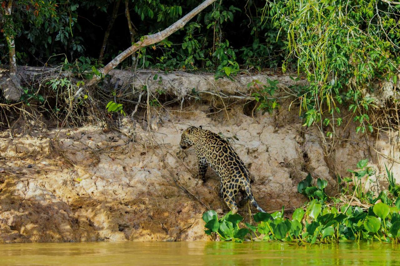 Santa Rosa Pantanal Hotel Porto Jofre Экстерьер фото